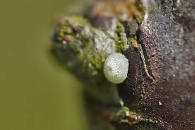 Freshly-laid egg from video above