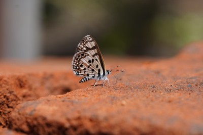 Azanus natalensis