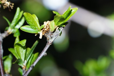 S. pruni Larva 4