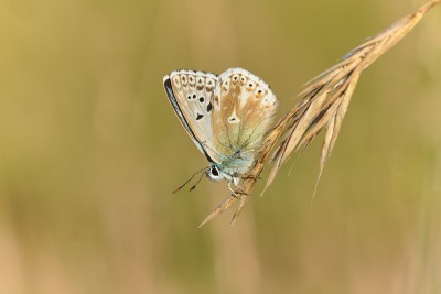 Chalkhill blue ab., Sussex 4/8/21