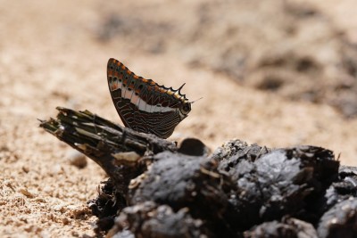 Charaxes jasius saturnus