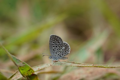 Actizera lucida