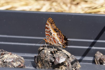 Charaxes pollux