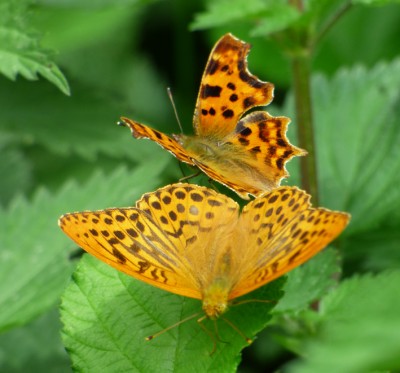 Silver-washed fritillary and a comma.