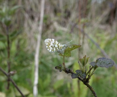 Cold and motionless Orange Tip in Epping Forest today