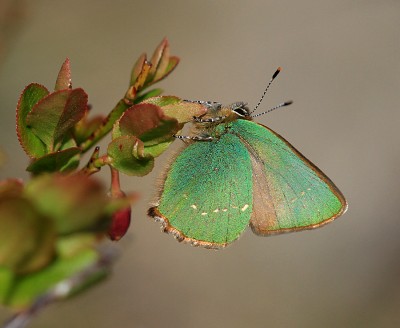 Green Hairstreak photographed on North Staffordshire Moors.