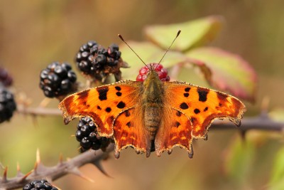Dripping with gold - Comma.jpg