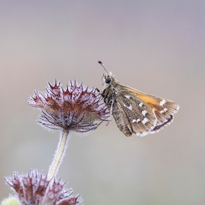 A rather damp looking Silver-spotted Skipper