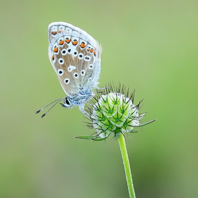 A female Common Blue