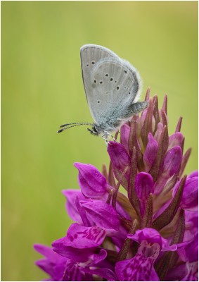 Small Blue female roosting on a Northern Marsh Orchid - Glamis near Dundee