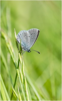 Small Blue