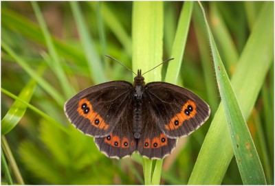 Scotch Argus at Cambus O'May - 28th July 2020