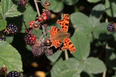 Comma showing upperwing.JPG