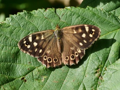Speckled Wood Manchester 4/9/20