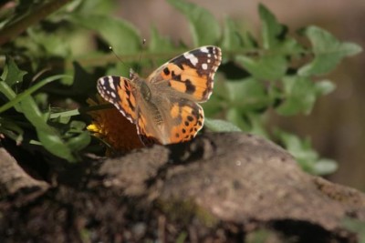 Painted lady 25/02/2021