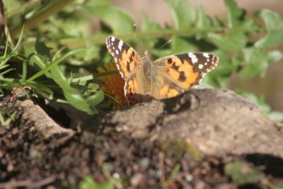 Painted lady 25/02/2021