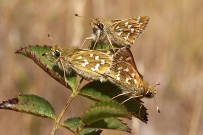Silver-spotted Skippers