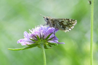 Alpine Grizzled Skipper - Ceillac (same individual)