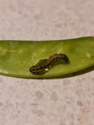 kenyan caterpillar.jpg