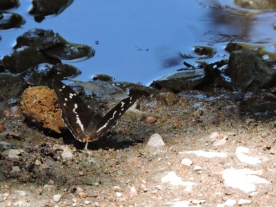Purple Emperor male taking minerals from track next to puddle 19-7-21 Chambers Farm Wood.JPG