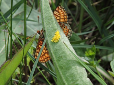 Marsh Fritillary after egg-laying on devils-bit scabious.JPG