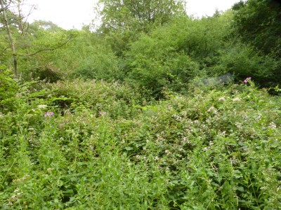 The bramble thicket with its annual lure