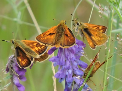 Large Skipper mass gathering on tufted vetch at Crowle Moor NR, Lincolnshire.JPG