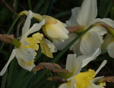 Unusual camouflage of a Small White amongst daffodils.JPG