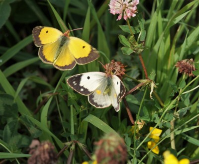 Clouded Yellow female helice form being serenaded by a male.JPG