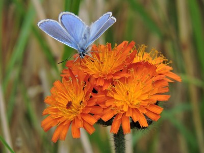 Common Blue on fox and cubs in our butterfly garden.JPG