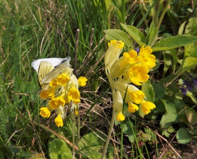 Green-veined Whites mating on cowslip (1) 17-4-22 Windmill Lodge.JPG