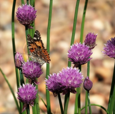 Painted Lady nectaring on chives.JPG