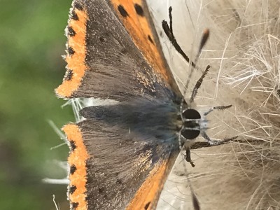 Small copper September 2021 West of Scotland