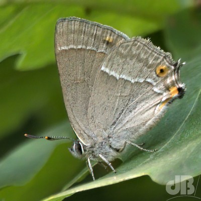 Purple Hairstreak closeup.jpg