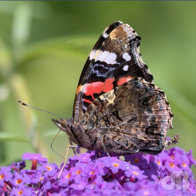 Red Admiral buddleia.jpg