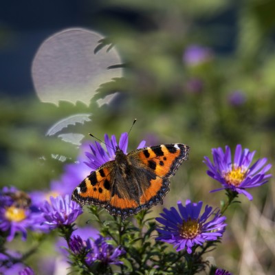 Small_Tortoiseshell-9548.jpg