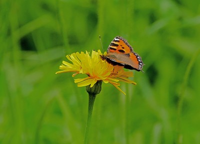 Small Tortoiseshell 1 enhanced UK Butterflies Competition.jpg