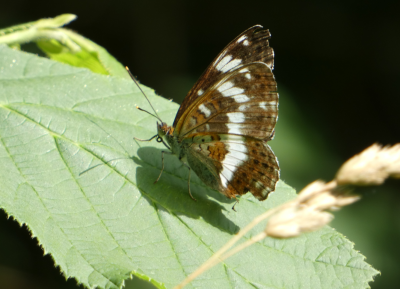 ace white admiral.png