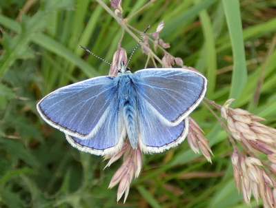 Ace Common Blue 1.png
