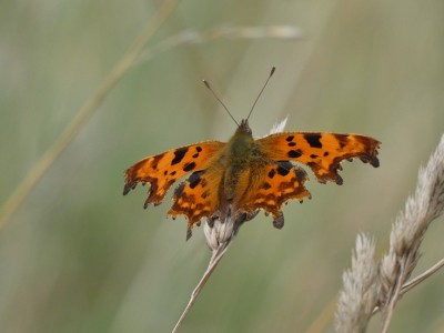 Comma at Lindean Loch