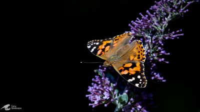 Painted Lady, WWT Slimbridge, Gloucestershire