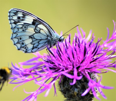 Marbled White (5).JPG