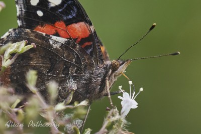 A Red Admiral Feasting.jpg