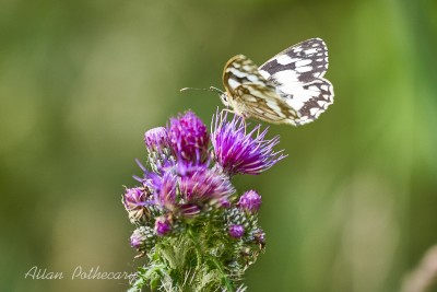 Marbled butterfly on thistle.jpg
