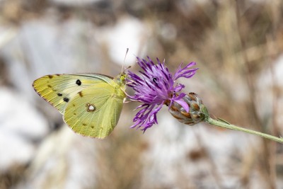Clouded Yellow helice