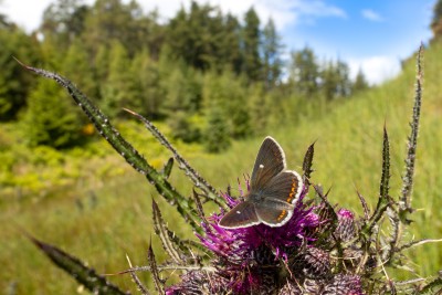 Northern brown argus