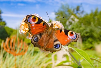 Peacock