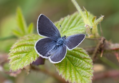 Small blue