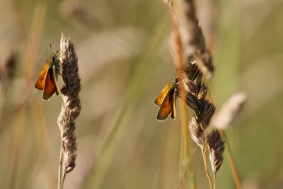 Small skippers, Bubwith, East Yorkshire