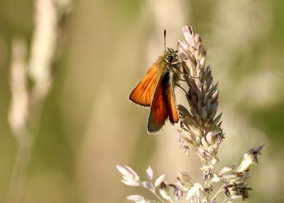 Small skipper, Bubwith, East Yorkshire